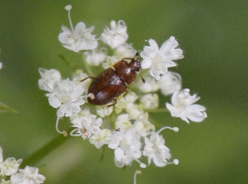Endomychidae ?  No, Nitidulidae: Epuraea sp.